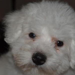 Meet your Posher, Deannie